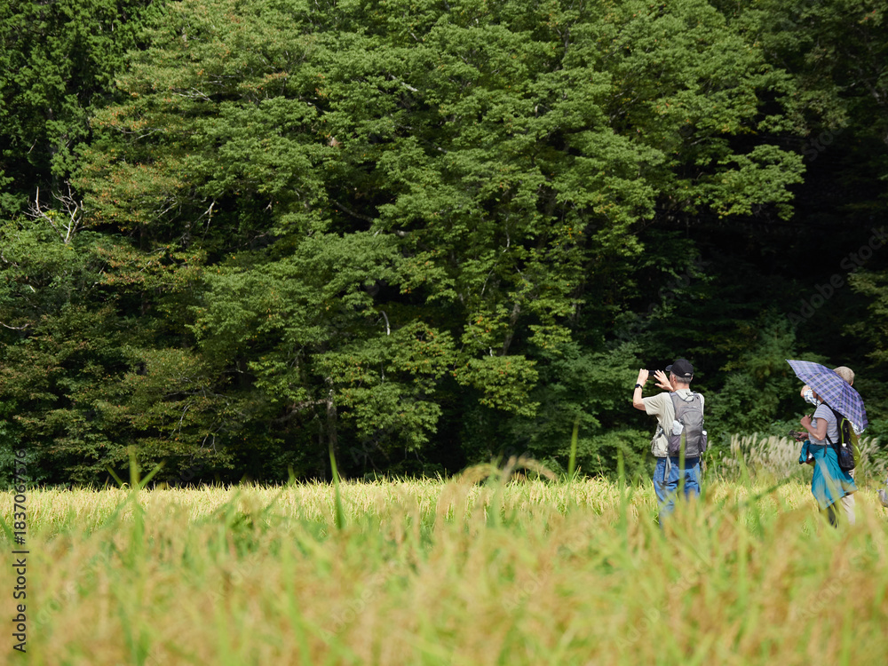 Fototapeta premium 世界遺産白川郷の白川村で散策する外国人観光客の姿と稲の田圃の風景