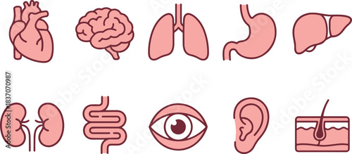 set of internal organs