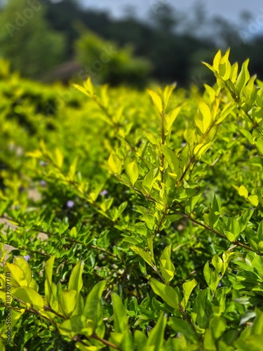beautiful flower in the mountain