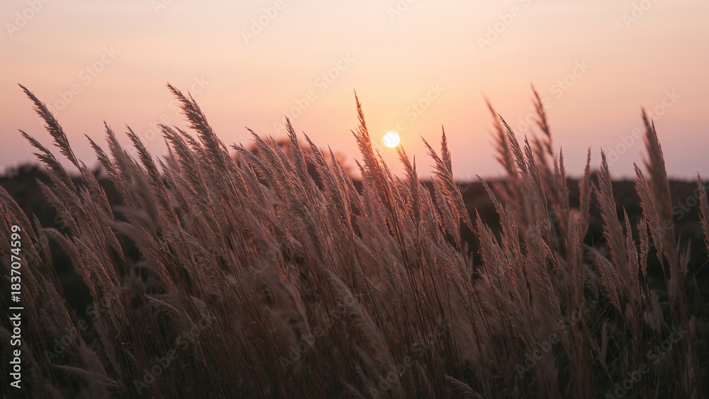 Fototapeta premium sunset in the grass
