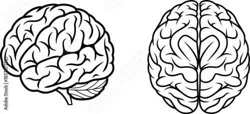 Human Brain Anatomy Illustration – Side and Top View