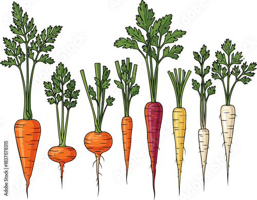 Create a kinds of deferent Carrot with green tops Vector art with a white background..