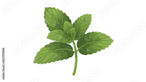 A Detailed Illustration of a Fresh Green Mint Plant Sprig Against a Transparent Black Background Showcasing Intricate Leaf Veins and Healthy Growth
