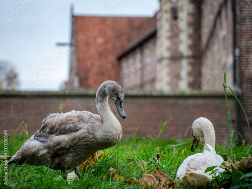 Zwischen den feuchten Grashalmen, mitten im sanften Grau eines frühen Wintertages, ruhen zwei junge Schwäne wie ein leises Gedicht. Der eine noch vom Werden geprägt, grau wie ein unausgesprochener Ged
