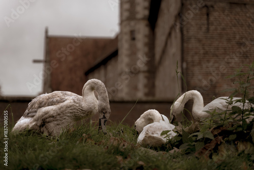 Zwischen den feuchten Grashalmen, mitten im sanften Grau eines frühen Wintertages, ruhen zwei junge Schwäne wie ein leises Gedicht. Der eine noch vom Werden geprägt, grau wie ein unausgesprochener Ged