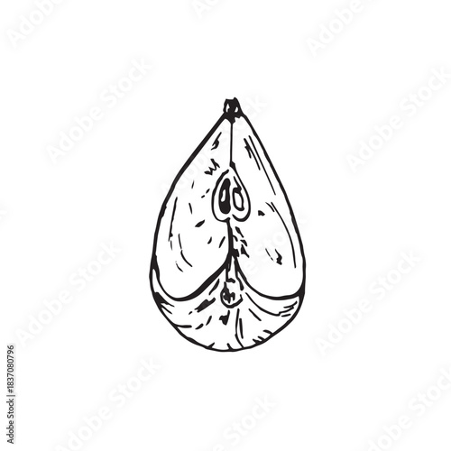 Apple slice isolated illustration on white background hand draw sketch. Autumn fruit for logo, menu, Organic poster, pattern. Healthy eating food. Linear vector graphic. Black and white drawing