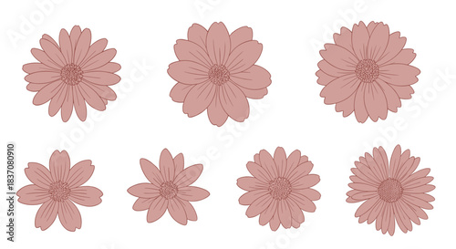 A lovely collection of eight dusty rose colored gerbera daisy flowers with delicate line art details isolated on a white background.