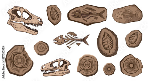 A collection of hand-drawn fossil illustrations including dinosaur skulls fish skeletons and ammonites from the prehistoric era.