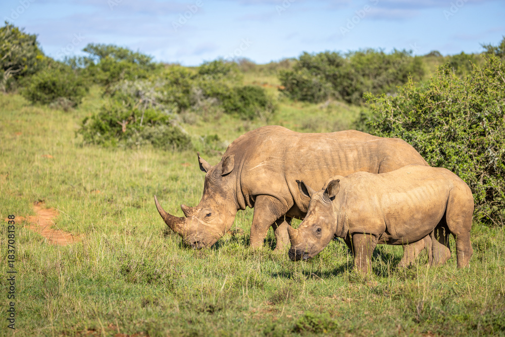 Obraz premium White rhinoceros with a calf (Ceratotherium simum), Shamwari Private Game Reserve, South Africa.
