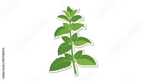 A single sprig of fresh green oregano herb with detailed leaves isolated on a transparent black background with a subtle white outline and shadow effect