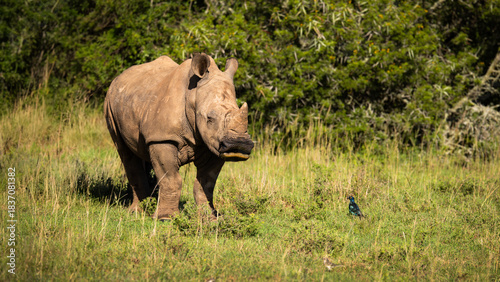 White rhinoceros calf (Ceratotherium simum), Shamwari Private Game Reserve, South Africa.