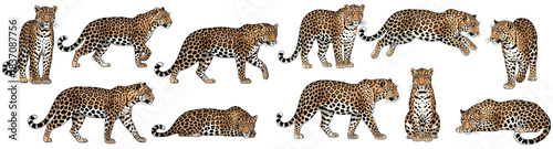 Cheetah and Leopard Illustration Set