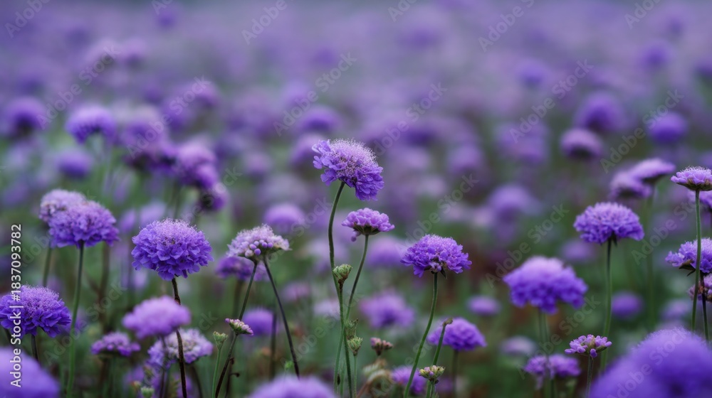 Obraz premium Purple flowers grow abundantly in a field under sunlight. The scene shows a variety of blooms in different sizes. Bees may be seen flying among the flowers enjoying the nectar.