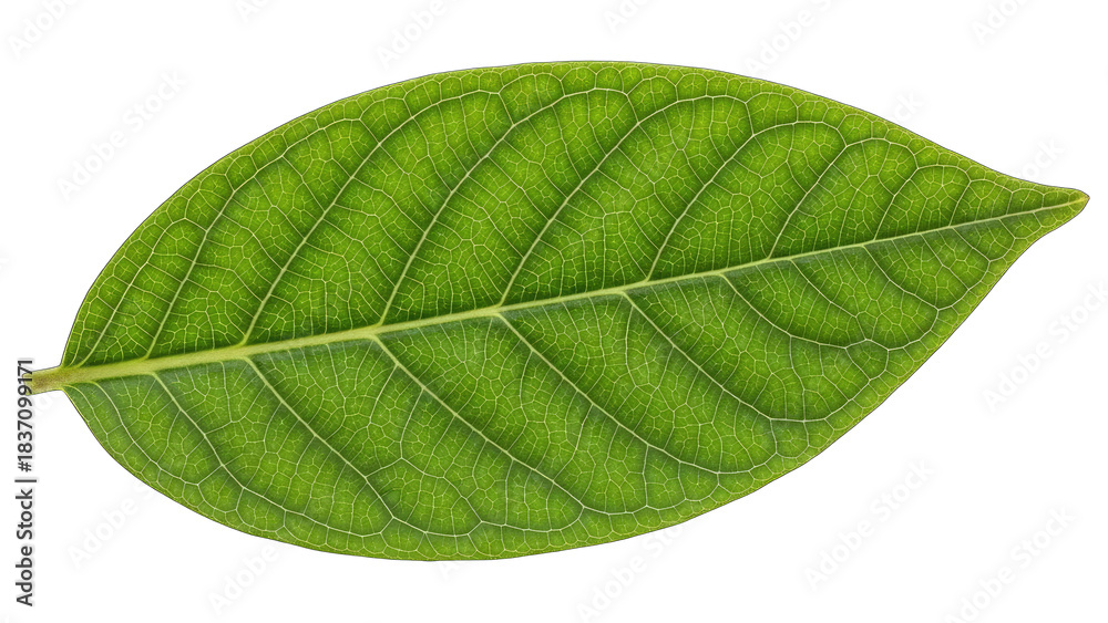 Obraz premium Green Leaf Isolated on White Background