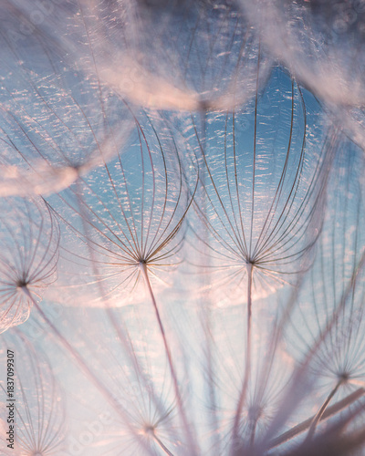 Close-up of delicate dandelion against soft blue sky. Airy abstract background perfect for phone wallpapers, nature textures and minimalist design.