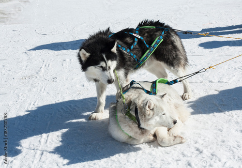 Husky dogs on ski resort Pamporovo in the Rhodopes mountains in Bulgaria