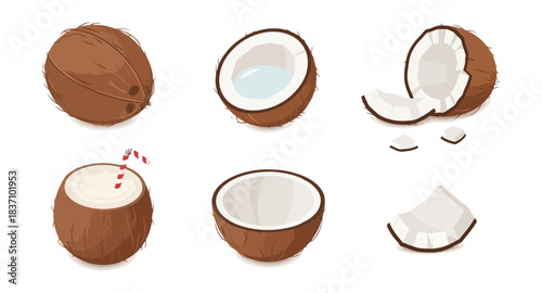 Coconut variations illustration fresh tropical fruit vector design