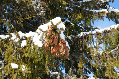 Ski resort Pamporovo in the Rhodopes mountaines in Bulgaria