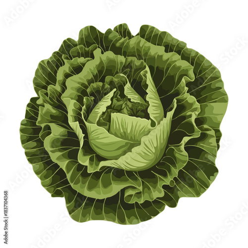 Fresh green cabbage head with ruffled leaves isolated on white background for healthy eating and cooking
