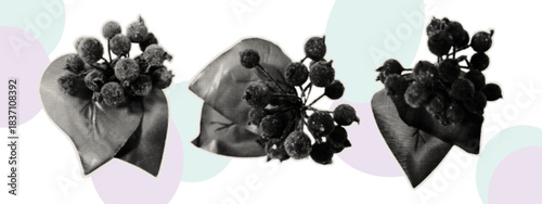 Winter berries covered with frost. A curved paper cutout for scrapbooking and collage. Vintage holly sticker with berries and leaves on an uneven shape with torn edges. Halftone vector illustration.