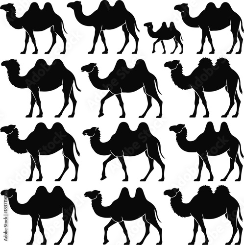Silhouette of Camels in Various Poses