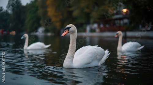 Fototapeta Naklejka Na Ścianę i Meble -  White swans on dark water
