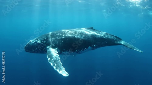 Majestic breaching sequence of a large whale, momentarily suspended against a vast, untouched ocean horizon, highlighting raw natural power and spectacle.