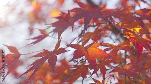 Japanese maple leave, autumn foliage, autumn scenery