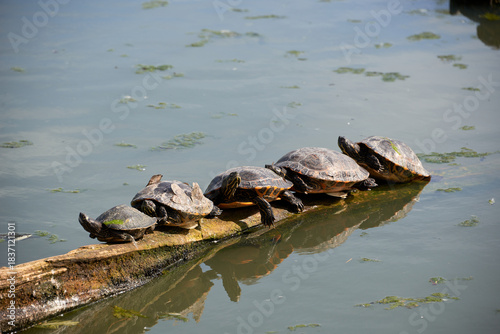 Turtles Sunbathing on Log in Pond