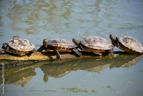 Turtles Sunbathing on Log in Pond