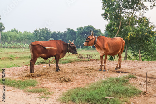 Zebu cattle or Red Sindhi cows grazing in the green fields. Indian cows, domestic animals.