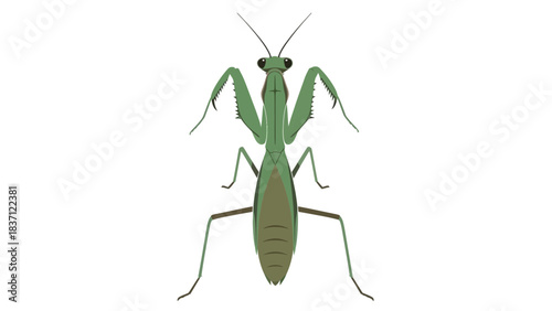 praying mantis isolated vector