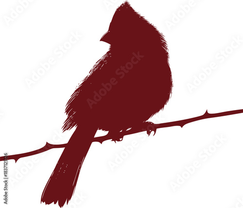 Cardinal silhouette perched delicately on a thorny branch creating a graphic image of avian beauty