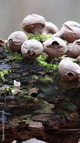 Close Up Of Mature Puffball Mushrooms (Fungi) And Green Moss Growing On A Decaying Log In The Forest. Camera Slowly Zooms Out Revealing More Of The Woodland Scene. Vertical