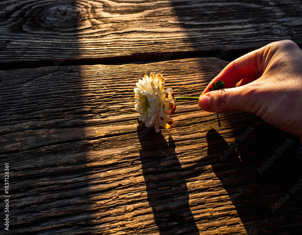 Naklejka premium Human hand gently presents a bloom on aged wood. Sunlight evokes a sense of fragility and beauty. Perfect for nature themes or symbolic concepts of care and fleeting moments.