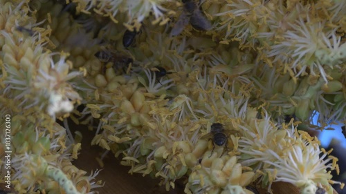 Bees extracting pollen from drupes of palm tree