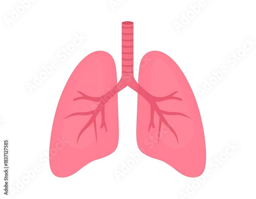 Simplified flat illustration of human lungs and respiratory system on white background