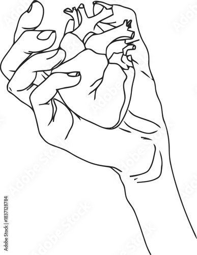 Delicate hold human heart illustration, representing fragility and care, anatomical vulnerability