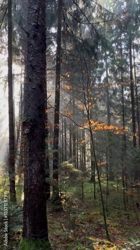 Sun Rays Through Misty Forest at Sunrise