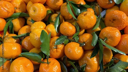 Freshly picked organic tangerines with green leaves, close-up