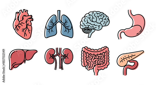 Comprehensive illustration of human organs including heart, lungs, brain, stomach, liver, kidneys and intestines.