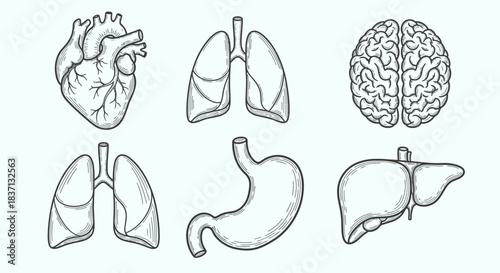 Hand-drawn illustration of various human internal organs including heart, lungs, brain, stomach, and liver on a light background.