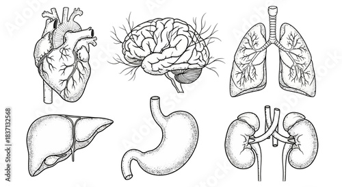 Illustrated set of human organs showing heart, brain, lungs, liver, stomach, and kidneys.