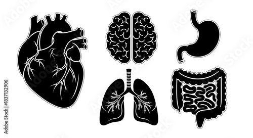 Black silhouettes of human internal organs including heart, brain, lungs, stomach, and intestines on a white background.