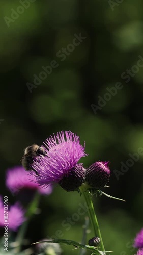 One Bumblebee Pollinates A Purple Thistle Flower While Another Bee Flies Nearby In A Summer Field. Insect Activity And Pollination Process In Nature. Dark Green Bokeh. Vertical