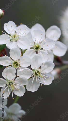 Extreme Close Up (Macro) Of Delicate White Cherry Blossoms With Yellow Stamens. Softly Blurred Bokeh Background. Gentle Movement Implied. Spring Floral Beauty. Vertical