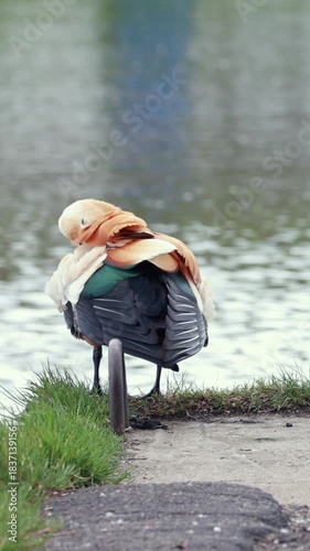 Two Ruddy Shelducks Stand By The Edge Of A Lake, Both Actively Preening Their Colorful Feathers. Waterfowl Grooming Behavior. Vertical