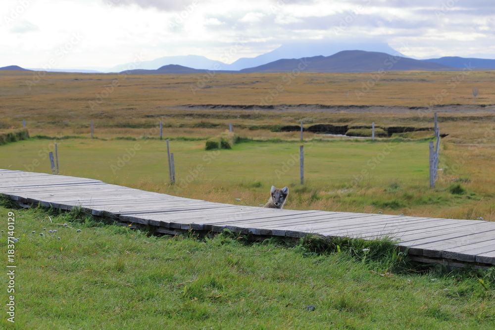 Fototapeta premium Arctic fox near residental area in Iceland