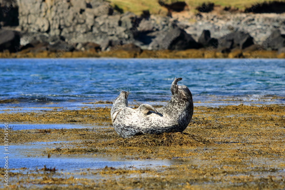 Fototapeta premium Harbor seal (Phoca vitulina) resting on seaweed, Ytri Tunga, Snæfellsnes peninsula, Snaefellsnes, Iceland, Europe