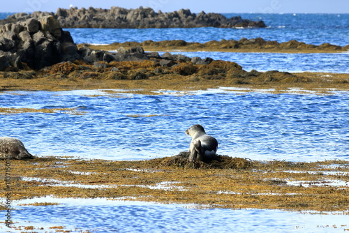 seal in Iceland posing near Illugastadir on the Vatnsnes peninsula